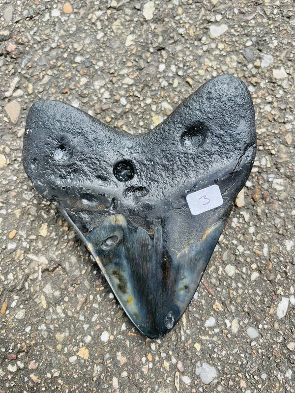 Megalodon shark - Tooth from Florida