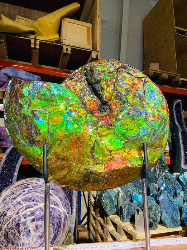 beautiful opalescent colorful ammonite, called ammolite, from Canada